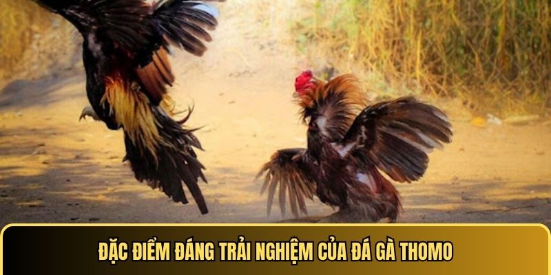 Đặc điểm đáng trải nghiệm của chọi kê Thomo