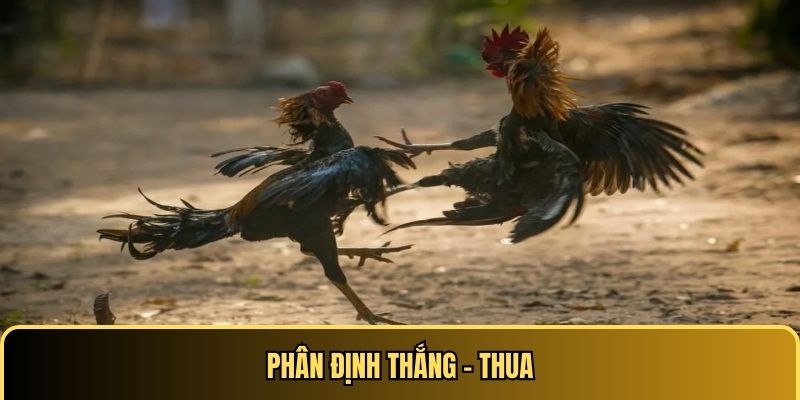 Phân định thắng - thua trong đá gà Thomo