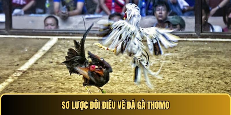 Sơ lược đôi điều về đá gà Thomo