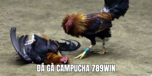 ảnh đại đá gà campuchia