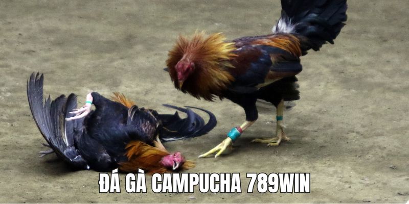 ảnh đại đá gà campuchia