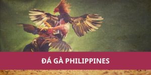 đá gà philippines ảnh đại diện